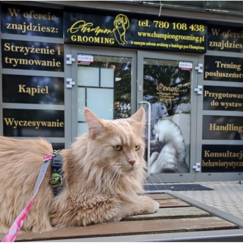     Champion Grooming Szulborska 3/5